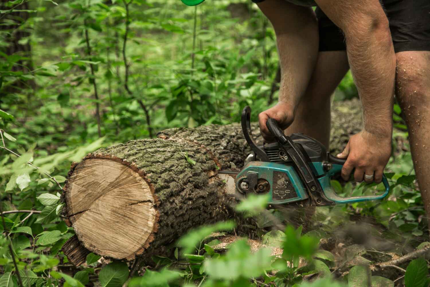 Best Large Tree Removal  in Lewiston, ME